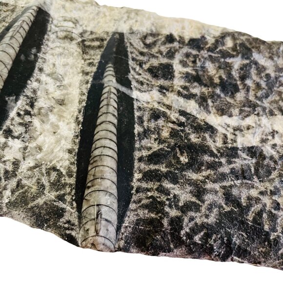 Orthoceras Fossil Specimen On Black Matrix 8 1/2" x 4" - Picture 4 of 10